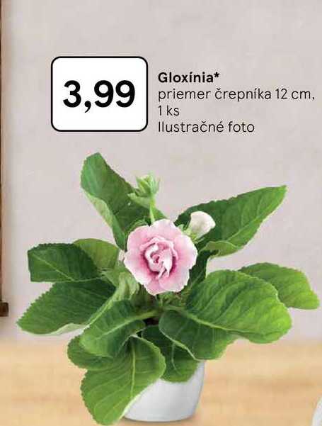 Gloxínia priemer črepníka 12 cm, 1 ks