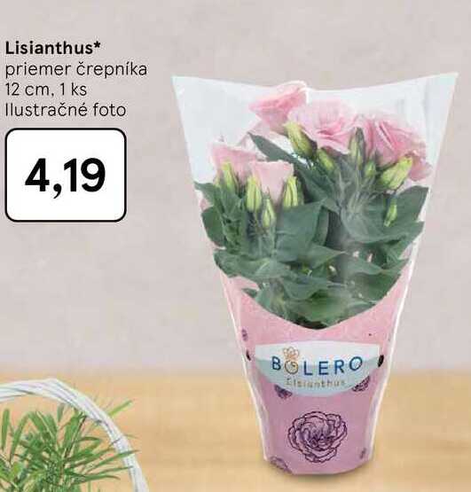 Lisianthus priemer črepníka 12 cm, 1 ks