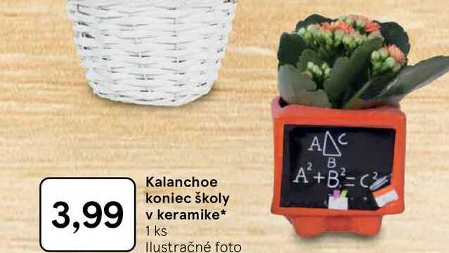 Kalanchoe koniec školy v keramike 1 ks