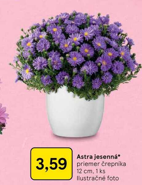 Astra jesenná priemer črepníka 12 cm