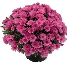 CHRYZANTÉMA ZÁHRADNÁ (CHRYSANTHEMUM MULTIFLORA)