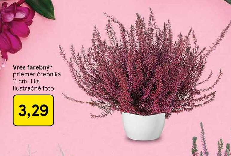 Vres farebný priemer črepníka 11 cm, 1 ks