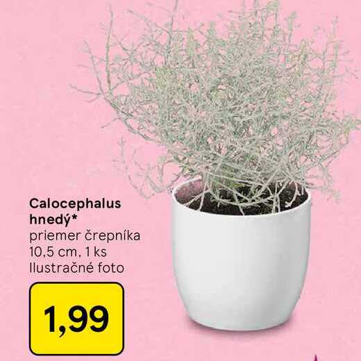 Calocephalus hnedý priemer črepníka 10,5 cm, 1 ks