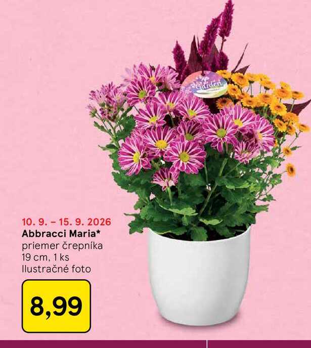 Abbracci Maria priemer črepníka 19 cm, 1 ks