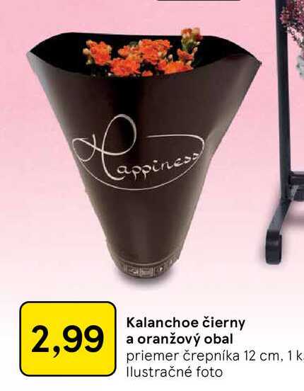 Kalanchoe čierny a oranžový obal priemer črepníka 12 cm