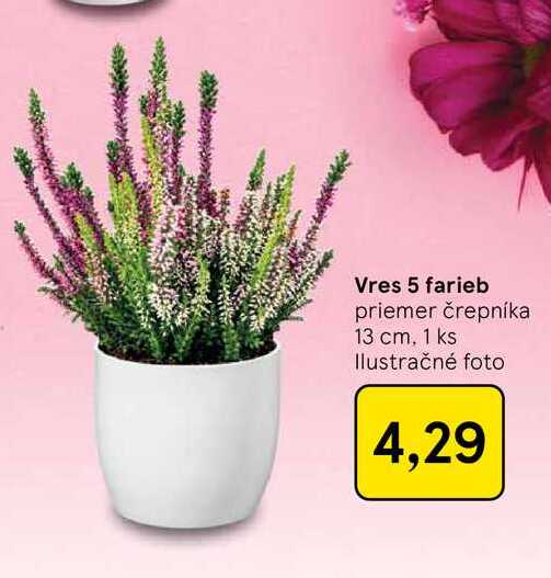 Vres 5 farieb priemer črepníka 13 cm, 1 ks