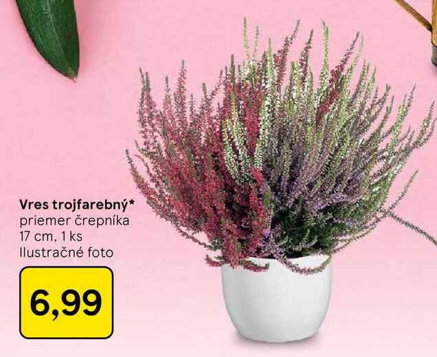 Vres trojfarebný priemer črepníka 17 cm, 1 ks