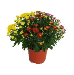CHRYZANTÉMA ZÁHRADNÁ (CHRYSANTHEMUM MULTIFLORA)